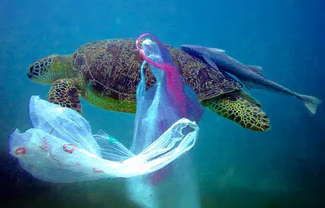Biodegradable Garbage Bags: Buy Medium Garbage Bags Online | Beco